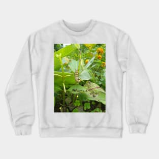 Monarch Butterfly Caterpillar Crewneck Sweatshirt